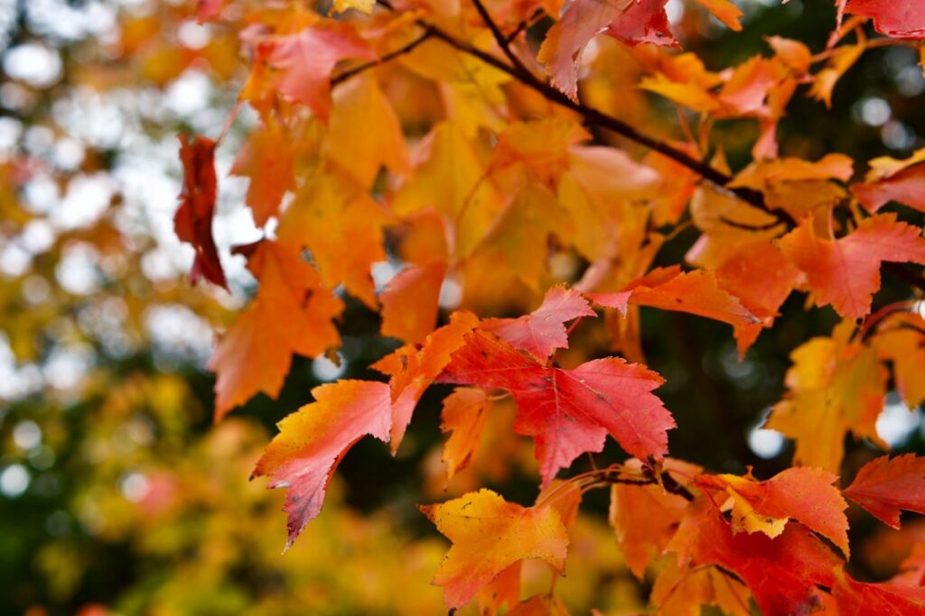 Close-up of vibrant fall leaves in Acadia National Park, showcasing a range of colors from deep red to bright orange and yellow, with detailed textures against a softly blurred background.