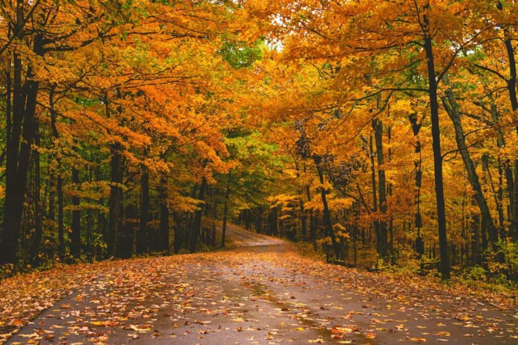 Serene autumn scene along the Blue Ridge Parkway with a road winding through a dense forest of vibrant orange and yellow leaves, some fallen to cover the path, under an overcast sky. Blue Ridge Parkway National Park is one of the best places to see fall foliage.