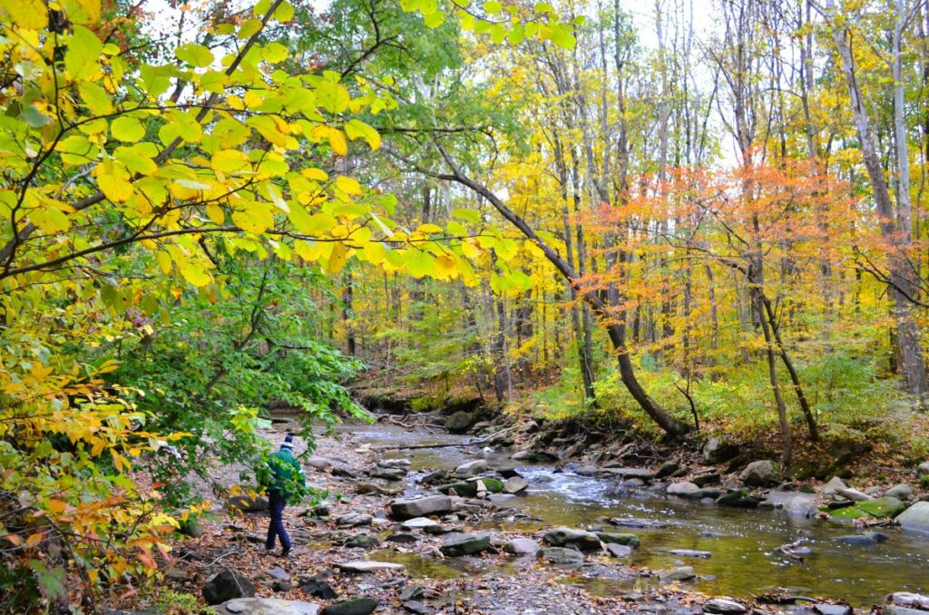 A person walks along a rocky stream in Cuyahoga Valley National Park in Ohio during fall. The forest is filled with vibrant autumn colors, including yellow, orange, and green leaves. The stream flows gently through the scene, surrounded by trees with leaves in various stages of changing color. The person is partially obscured by foliage and is wearing a green jacket and a hat.