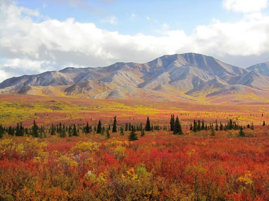 Denali National Park in autumn with vibrant red, orange, and yellow foliage, dense shrubs in the foreground, dark green coniferous forest in the midground, and majestic rolling mountains under a soft blue sky with wispy clouds.