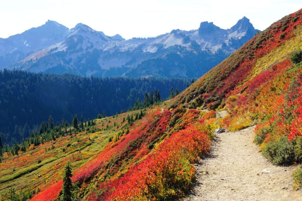 One of the best national parks for fall colors in the Pacific Northwest is Mount Rainier National Park in Washington. This images showcases vibrant red and orange foliage along a scenic hiking trail with mountainous terrain in the background.