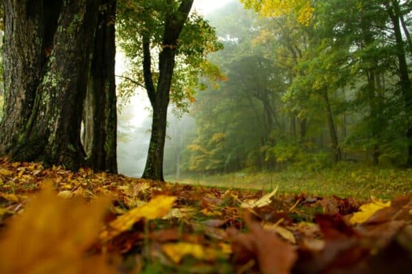 A vibrant image of Shenandoah National Park during leaf-peeping season. The foreground is covered with a carpet of richly colored fallen leaves in shades of yellow, orange, and brown. Two prominent trees frame the left side, their trunks showing signs of age and strength. The background reveals a misty forest with varying tones of green and hints of autumnal colors peeking through the fog, suggesting a cool, damp atmosphere. The perspective from ground level adds depth to the scene, highlighting the natural beauty and serene ambiance of the park in autumn.