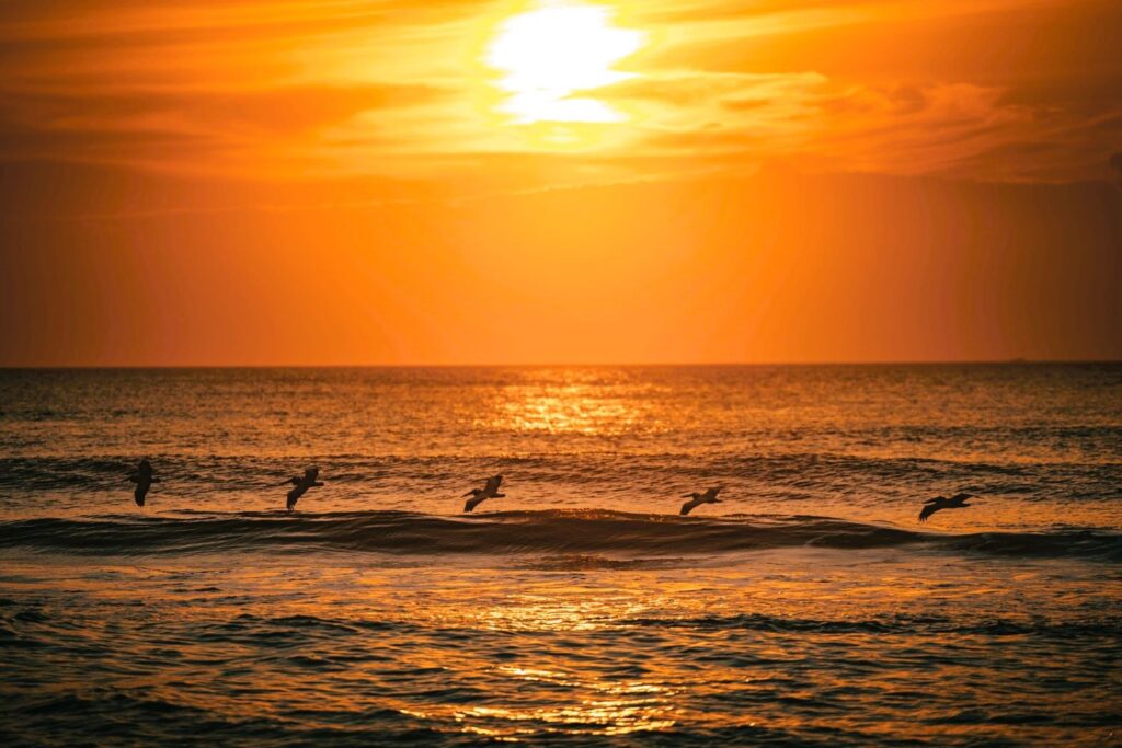 Squadron of pelicans flying in formation over the Outer Banks ocean at sunrise, their silhouettes gliding above golden waves like military jets. An example of unique Outer Banks wildlife in North Carolina