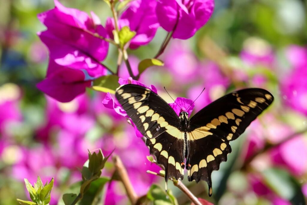 A yellow and black giant swallowtail butterfly rests on a bougainvillea plant with bright fuschia colored flowers. 